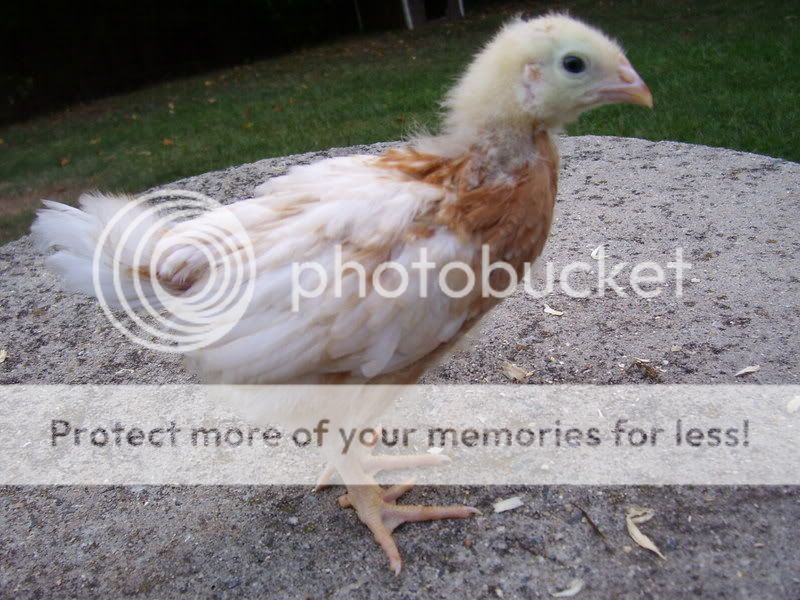 chicks020-2.jpg
