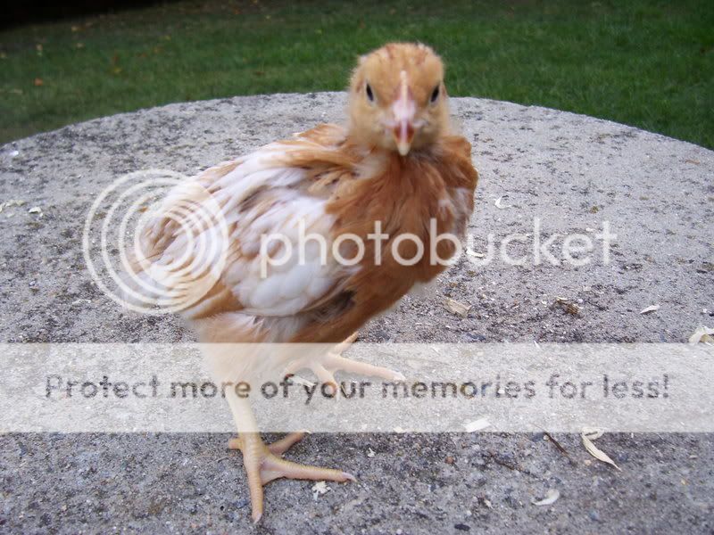 chicks021-2.jpg
