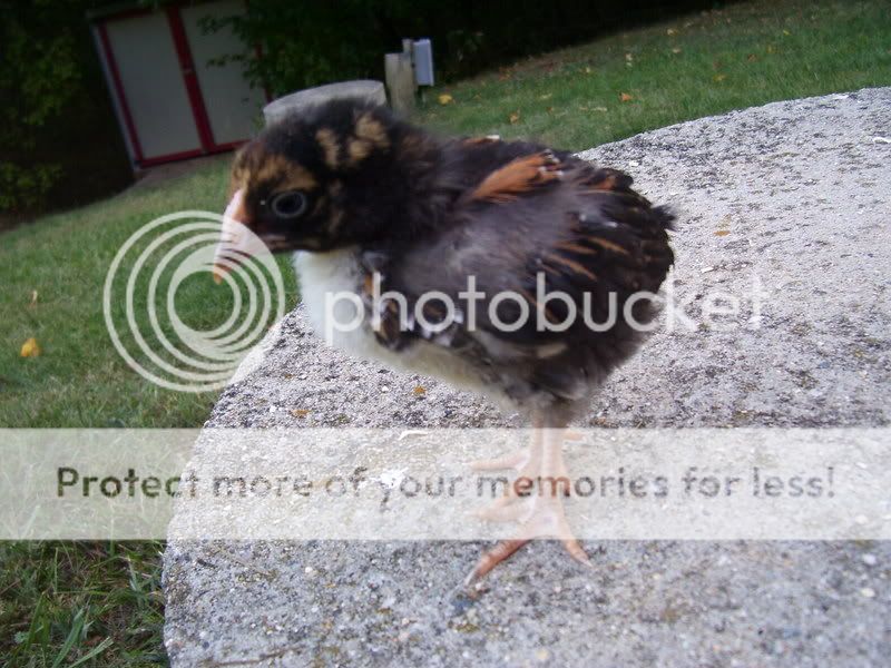 chicks024-1.jpg