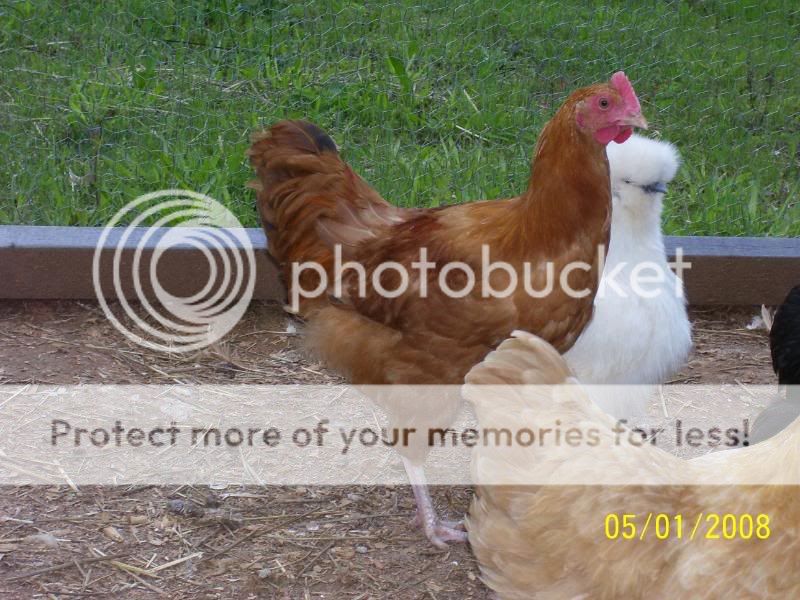 roosters5-1-08027.jpg