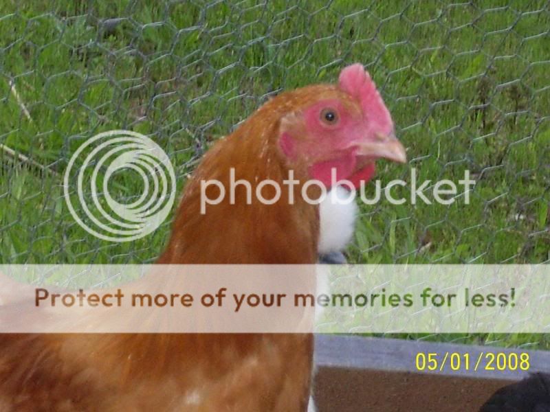 roosters5-1-08028.jpg