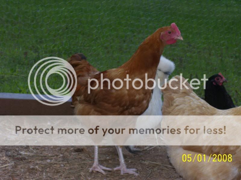 roosters5-1-08029.jpg