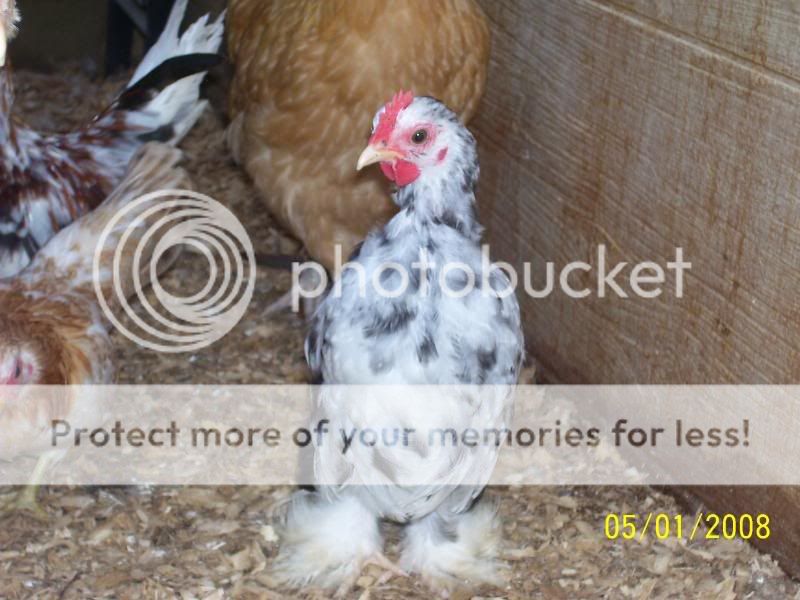 roosters5-1-08031.jpg