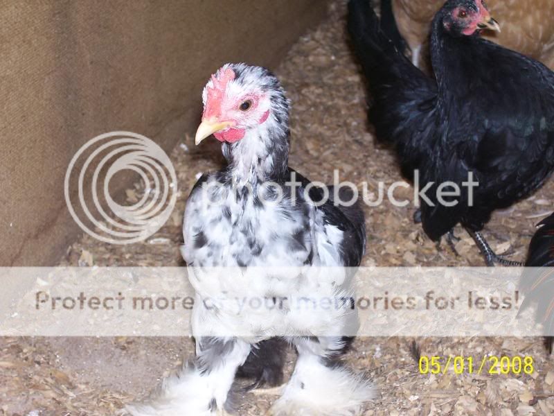 roosters5-1-08032.jpg
