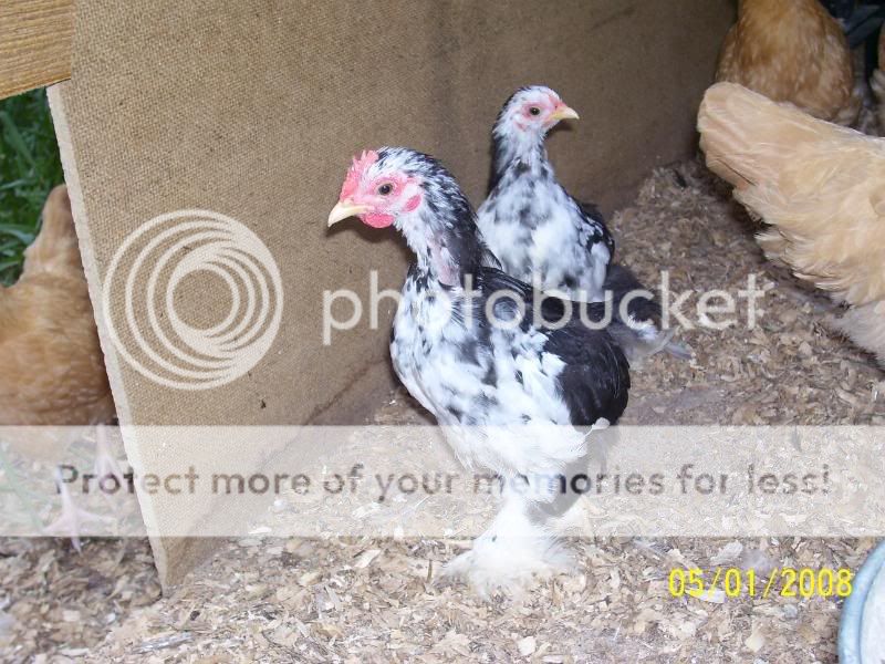 roosters5-1-08033.jpg