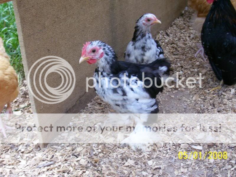 roosters5-1-08035.jpg