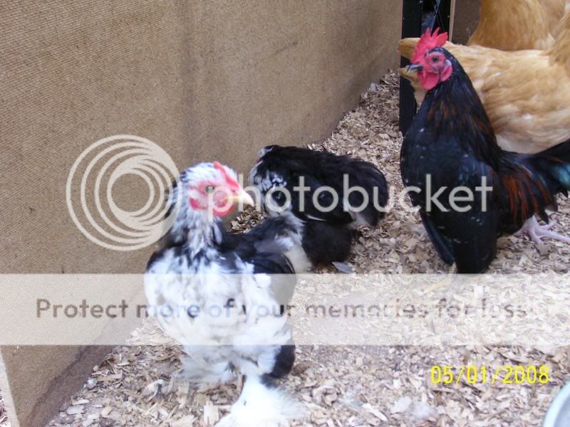 roosters5-1-08036.jpg