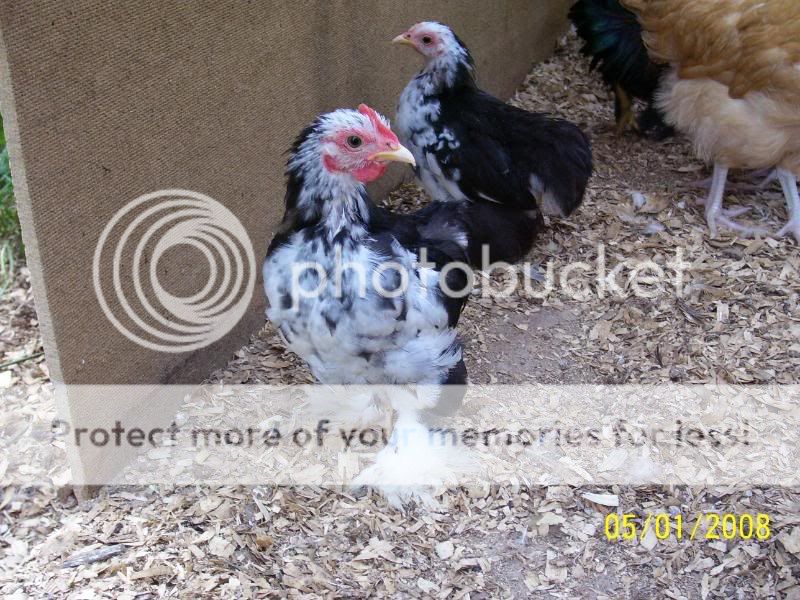 roosters5-1-08037.jpg