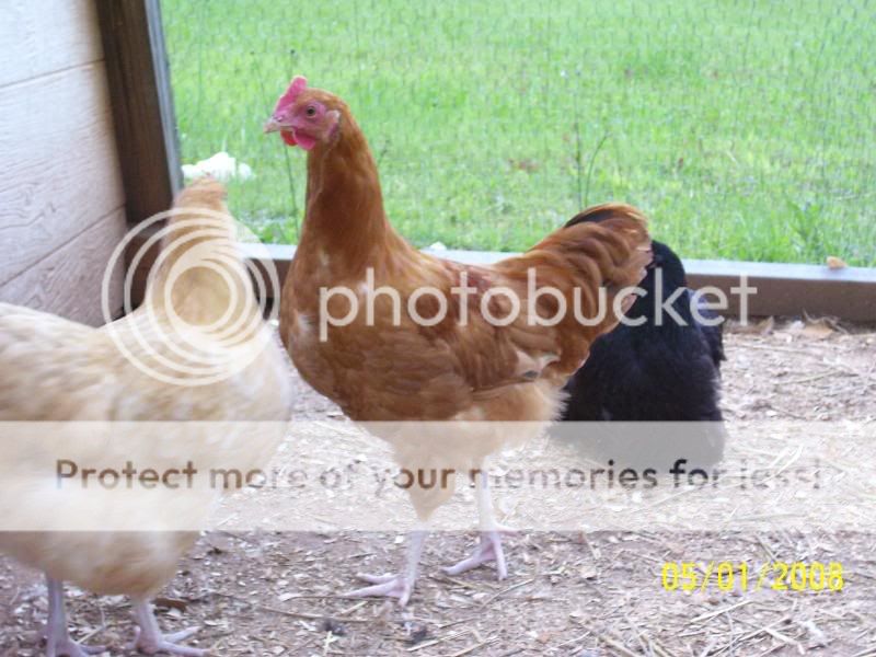 roosters5-1-08042.jpg