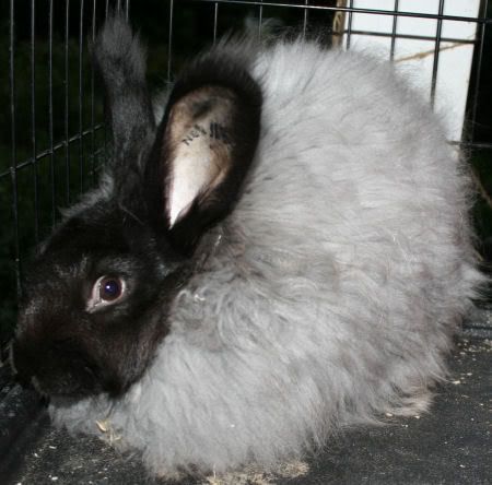 angora.jpg