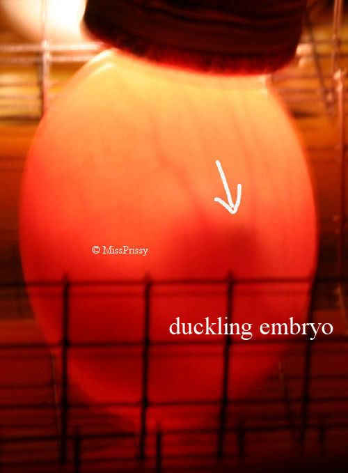 duck2-1.jpg