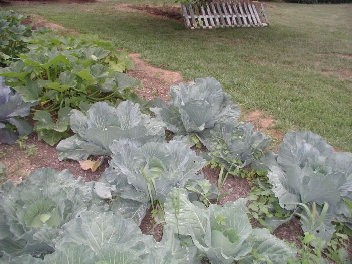 gardencabbage.jpg
