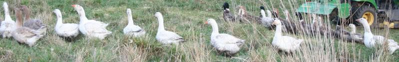 geese2-2.jpg