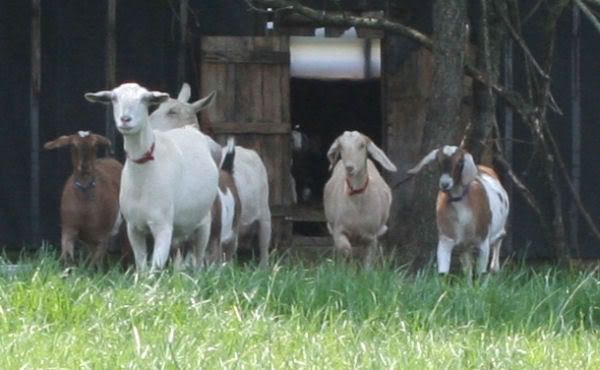 goats2.jpg