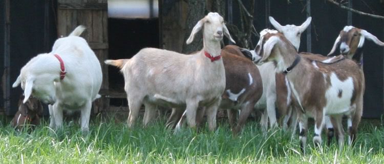 goats3.jpg