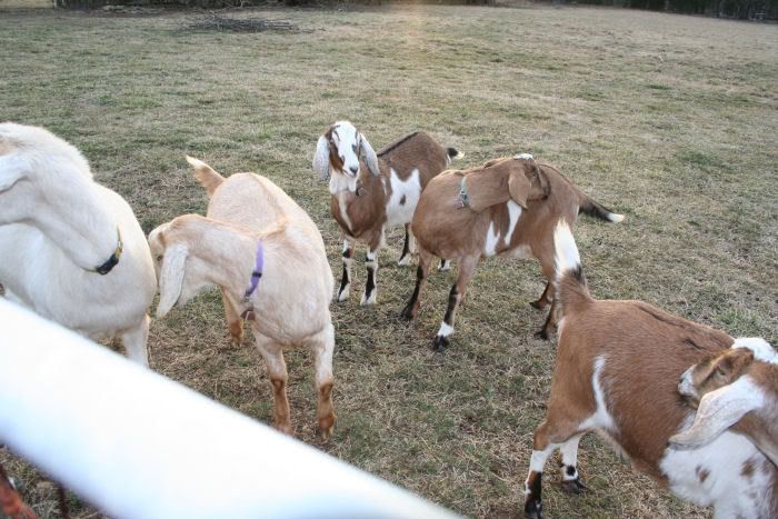 goats4.jpg