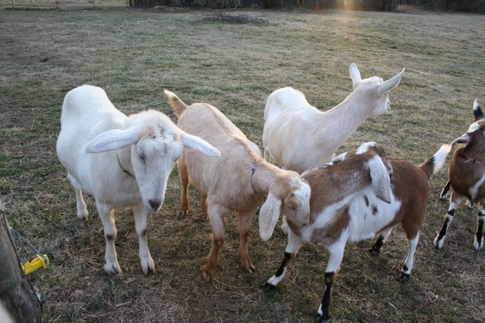 goats5.jpg