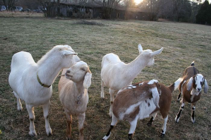 goats6.jpg