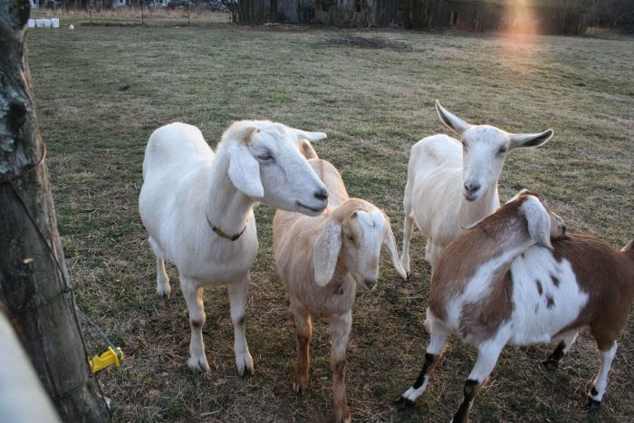 goats7.jpg