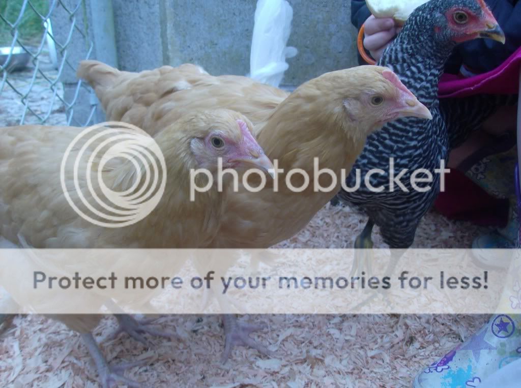 Chickens002.jpg