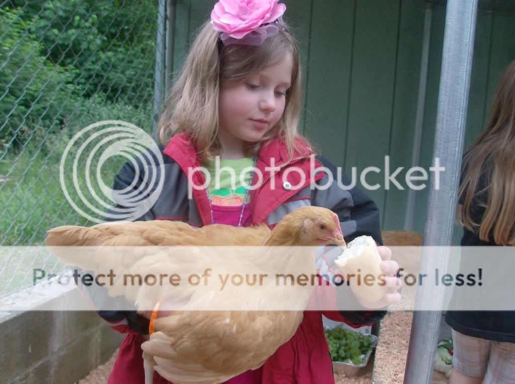 Chickens012.jpg