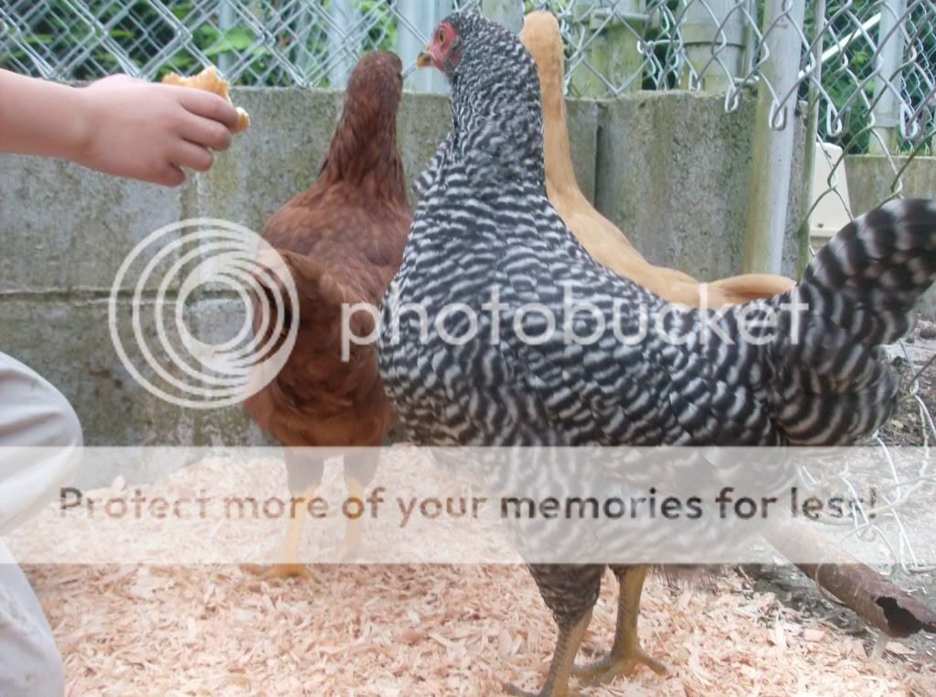 Chickens016.jpg