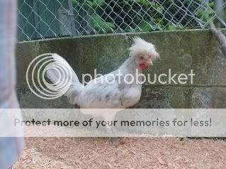 Chickens024.jpg