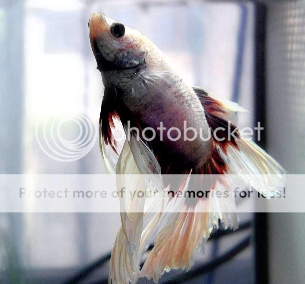 Fish-Macro024.jpg
