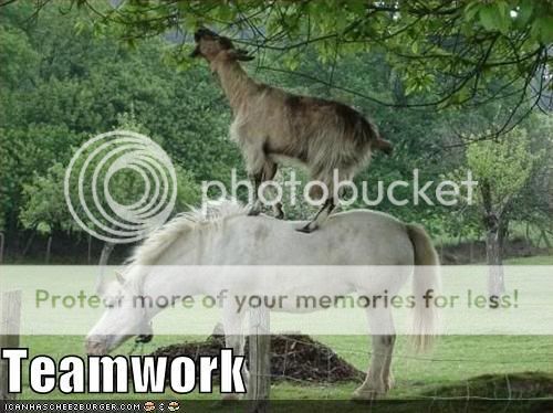 funny-pictures-horse-and-goat-work-.jpg