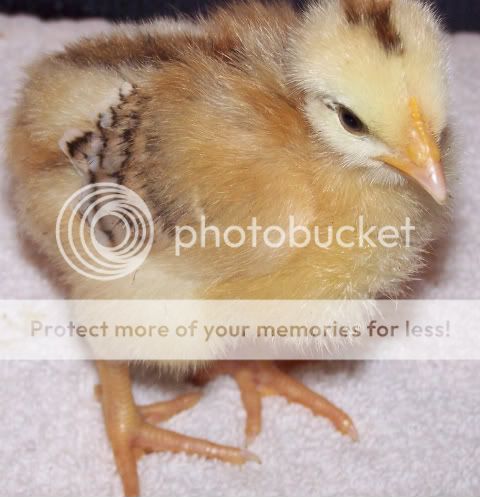 chickfoot001.jpg