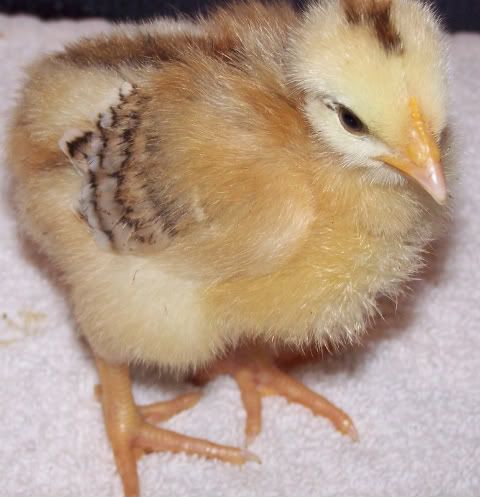 chickfoot001.jpg