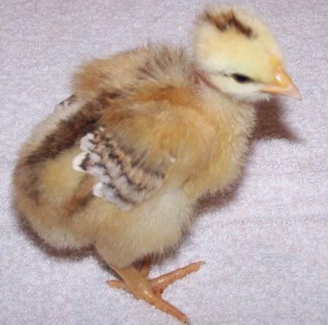 chickfoot002.jpg