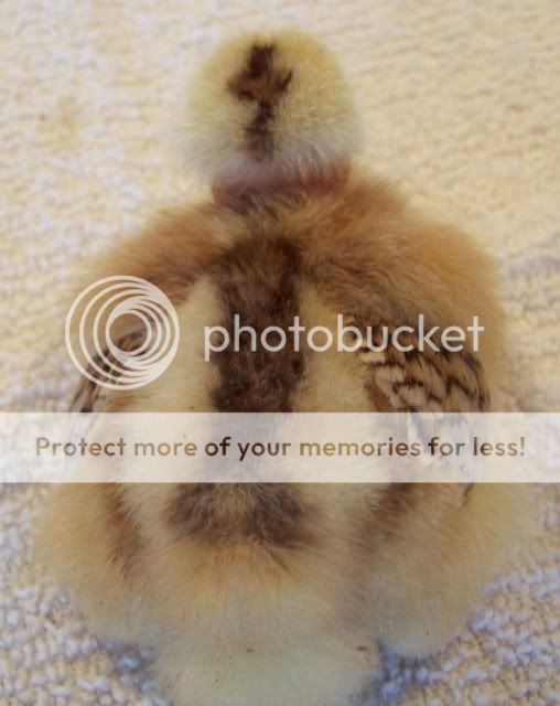 chickfoot005.jpg