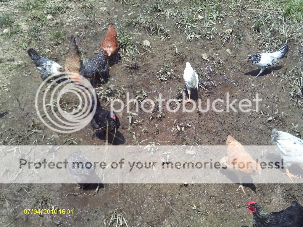 Chickencoopsruns005.jpg