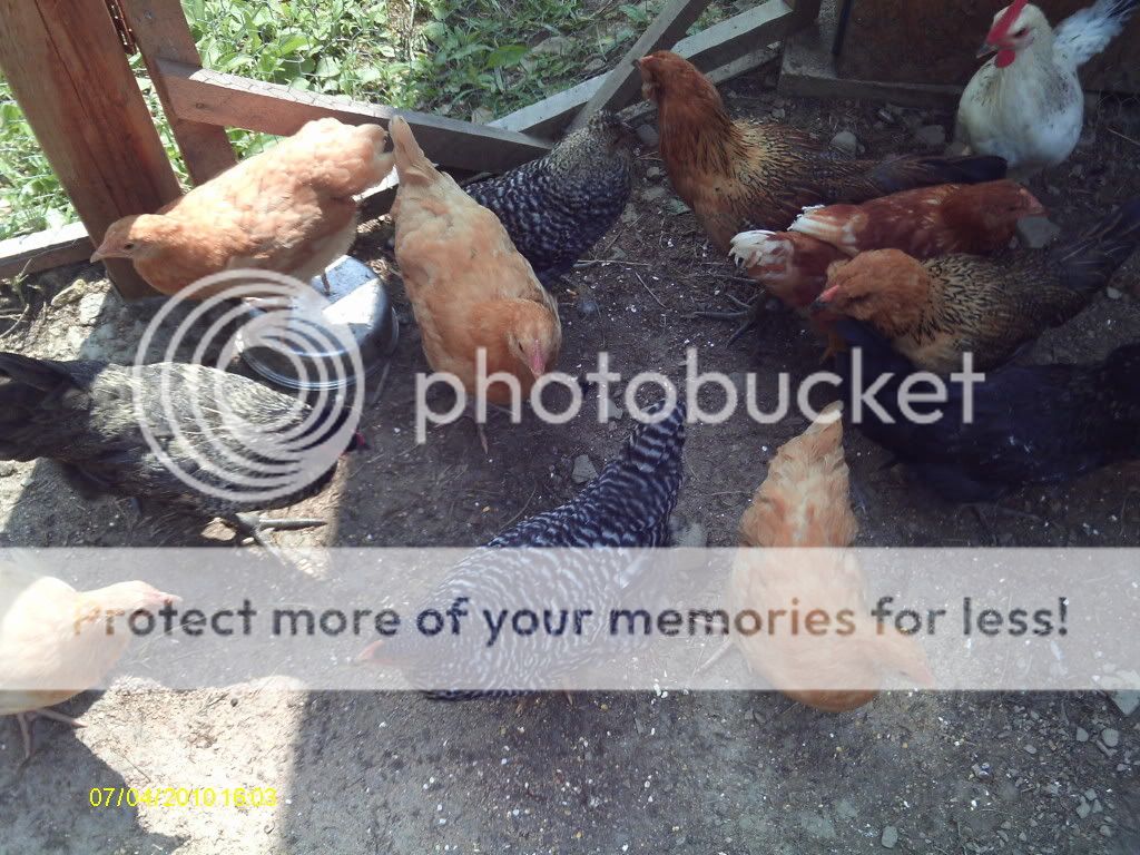 Chickencoopsruns012.jpg
