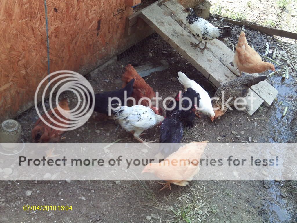Chickencoopsruns013.jpg