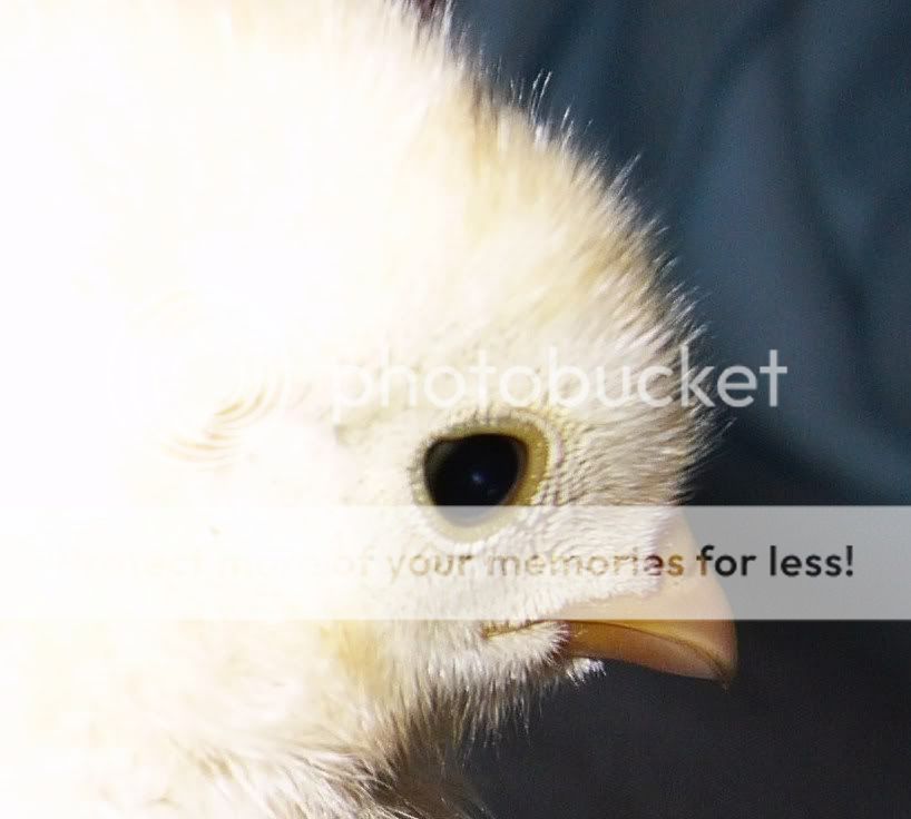 Chicks-Mar09014.jpg