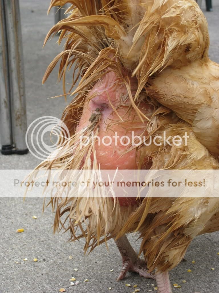 ChickenButt05.jpg