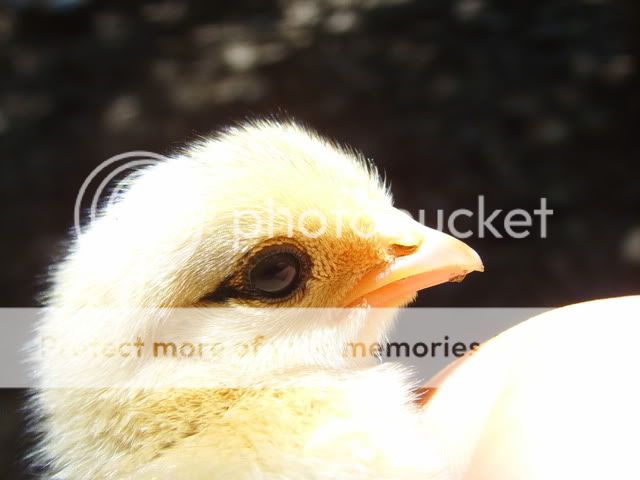 chicks2daysold051.jpg