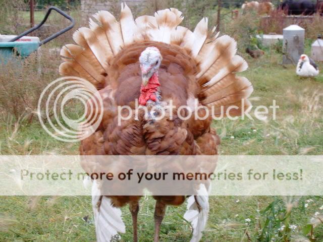 turkey012.jpg