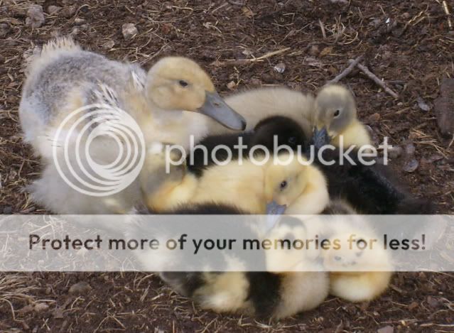 duckquestions002-1.jpg
