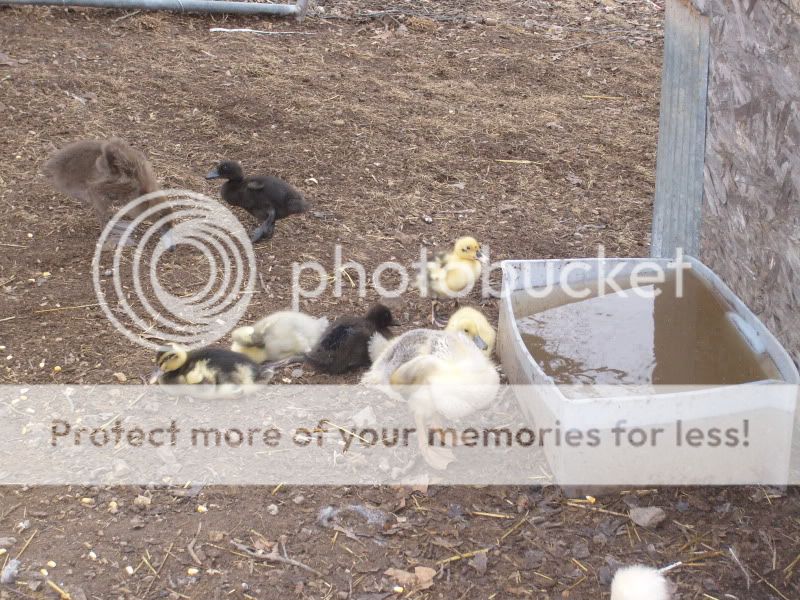 duckquestions012.jpg