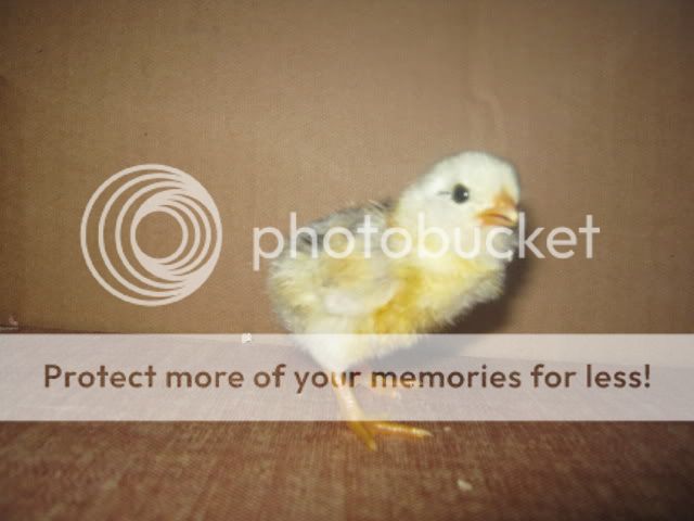 Chicks005.jpg