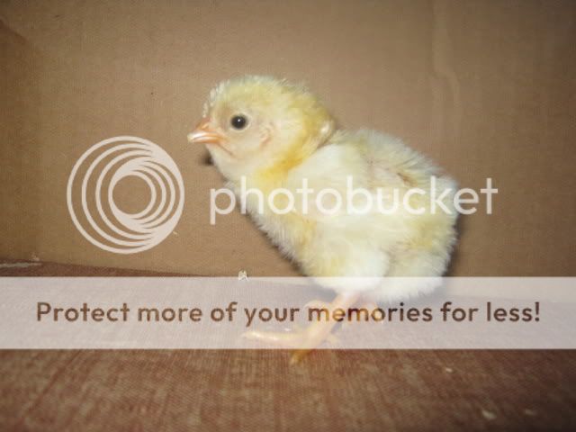 Chicks010.jpg