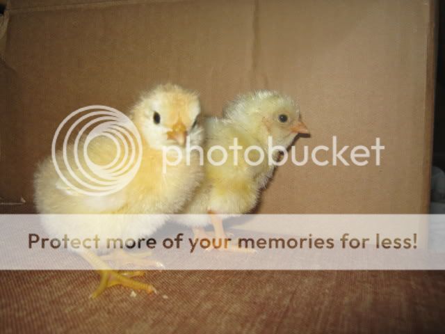 Chicks011.jpg
