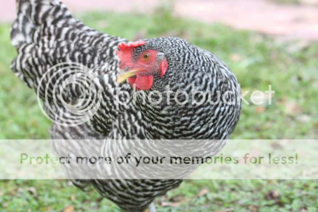chickens017.jpg