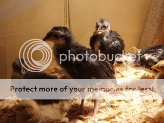 12-24-09hatchDelsSuedes138.jpg
