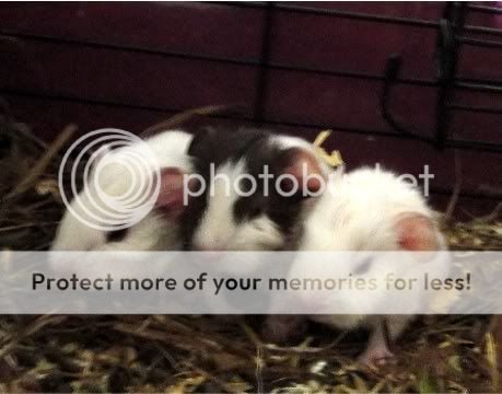 StellaandPiggysbabies1stlitter.jpg