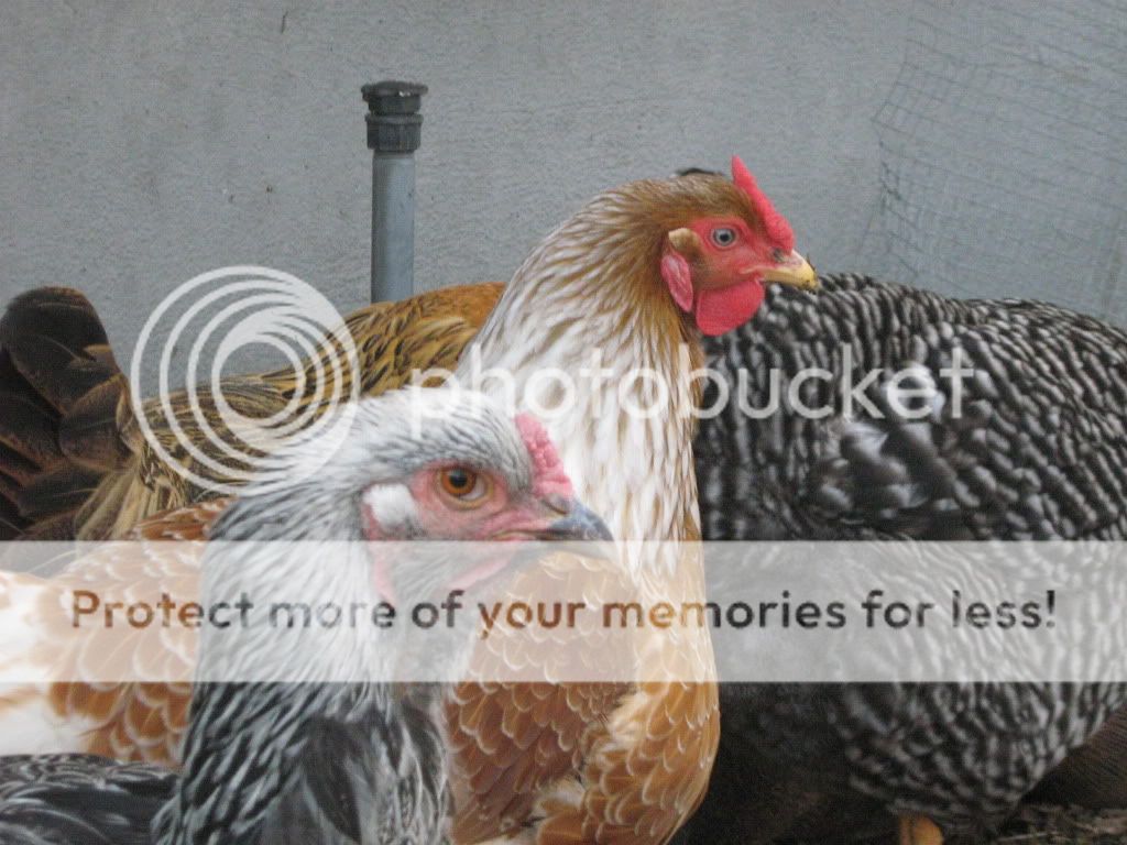 JanuraryChickens2011010.jpg
