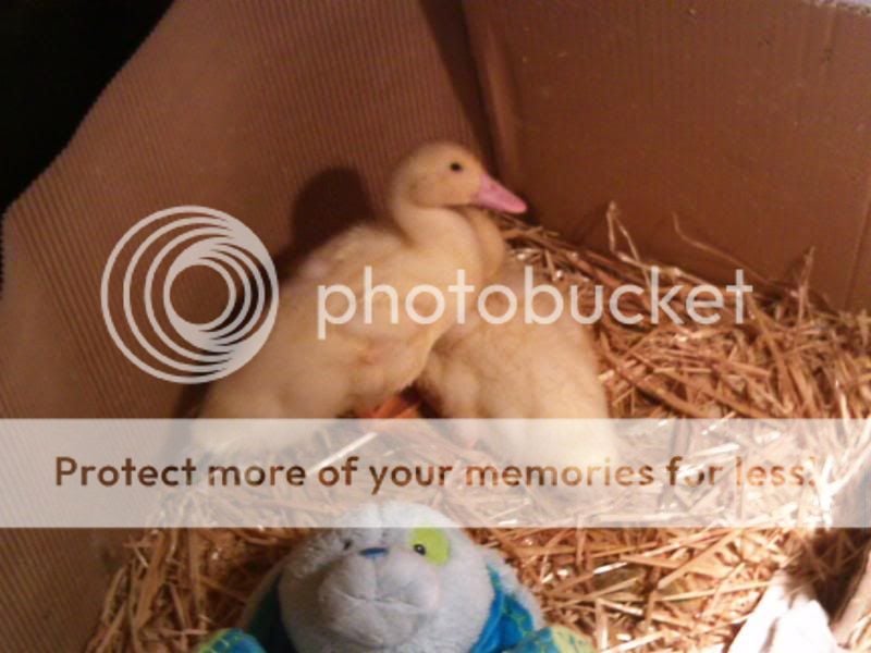 ducklings21.jpg